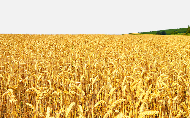 国内産小麦100％使用小麦粉