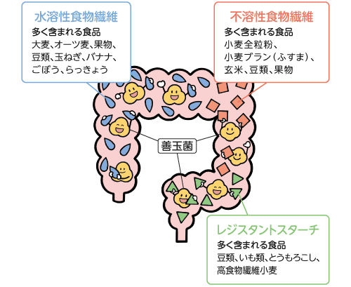 発酵性食物繊維の特徴イメージ