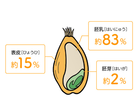 小麦の部位と栄養