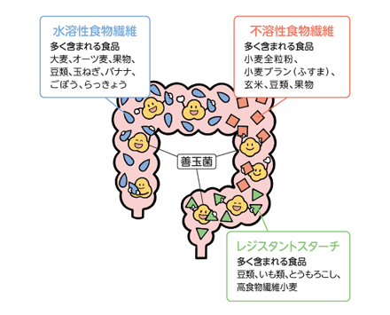 発酵性食物繊維／小麦由来アラビノキシラン